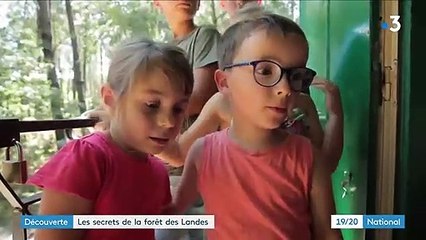 Découverte : les secrets de la forêt des Landes