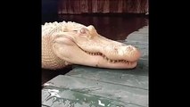 Avez-vous déjà vu un crocodile albinos... complètement blanc !!