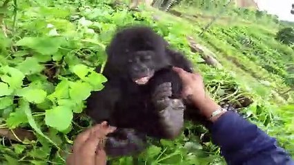Ce bébé gorille adorable est très chatouilleux