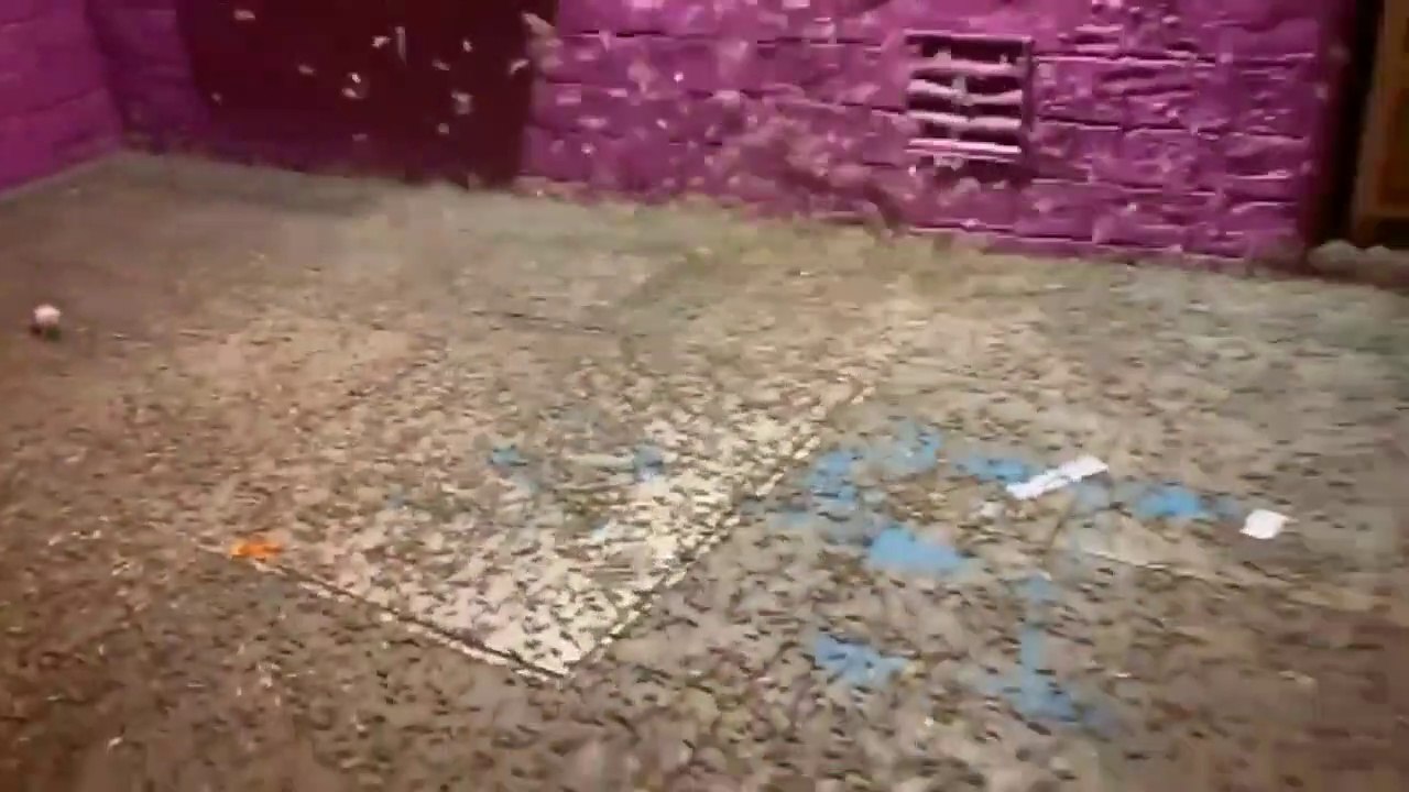 Une invasion de sauterelles à Las Vegas