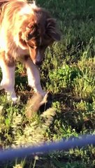 Furry Friends Having Fun in the Yard