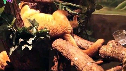 아산호텔출장⊋아산출장안마 -후불100%ョOiOM2997M5327｛카톡LTE13｝ 아산전지역출장안마 아산오피걸 아산출장마사지 아산안마 아산출장마사지 아산콜걸샵예약⊋⊋⊋