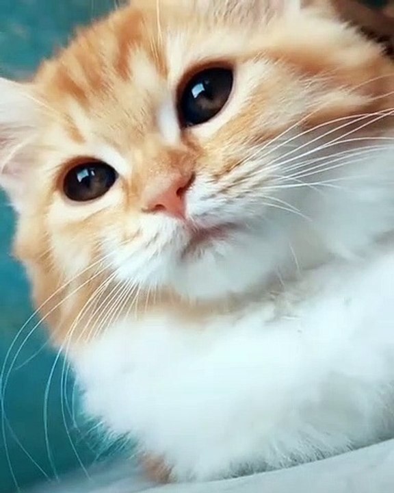 Essayez de ne pas tomber sous le charme de cette splendide chatte. Sublime !