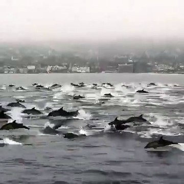 Absolument fabuleux ! Admirez la traversée de cette horde de dauphins !