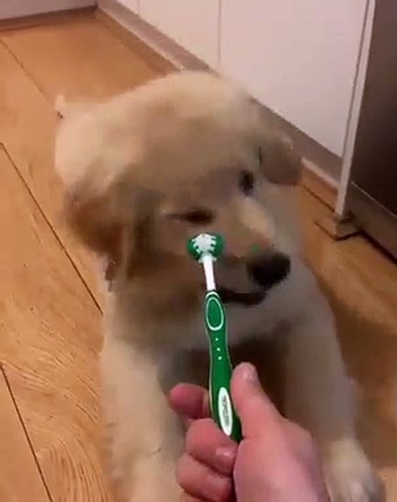 Ce Golden Retrievers déteste se brosser les dents. Regardez sa réaction devant sa brosse !