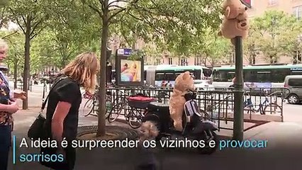 Ursinhos pela cidade