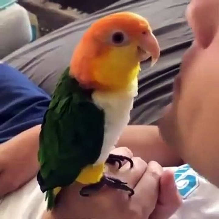 Quand un homme donne des bisous à son perroquet. Adorable !