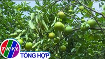 THVL | Nhà vườn trồng cam xoàn ở Hậu Giang lao đao vì cam rụng