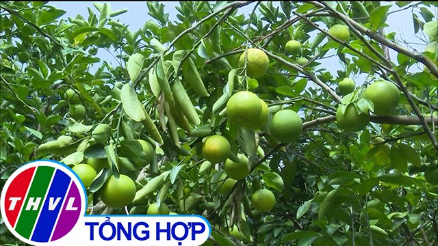 THVL | Nhà vườn trồng cam xoàn ở Hậu Giang lao đao vì cam rụng