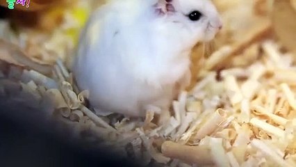 무주업소정보≑무주출장안마 -후불100%ョO7OX7575X0069｛카톡RD654｝ 무주전지역출장안마 무주오피걸 무주출장마사지 무주안마 무주출장마사지 무주콜걸샵후기∓∓∓