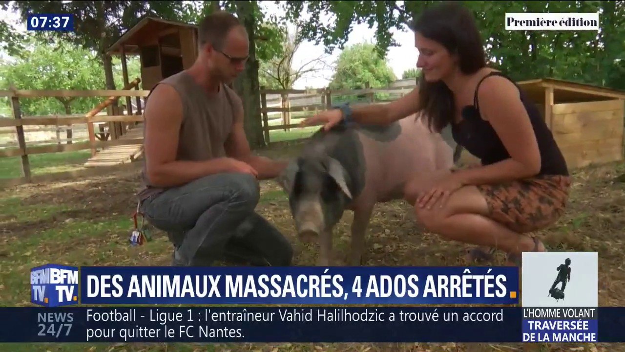 16 animaux tués dans une ferme pédagogique, 4 ados arrêtés: ce que l'on sait de ce drame dans l'Aube