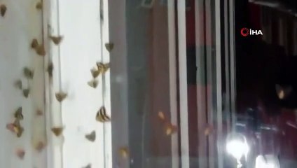 Rizeli'nin 'Vampir Kelebek' İle İmtihanı Bitmiyor