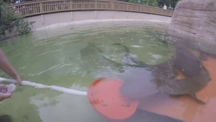 El Miami Seaquarium invita a interactuar con tiburones y mantarrayas