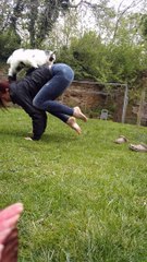 Photobombing Chicken Interrupts Goat Yoga