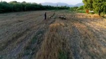 DSP Kemalpaşa Belediye Başkan Adayı Memiş siyaseti bırakıp çobanlık yapıyor
