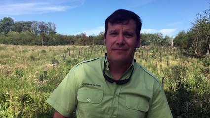 La lutte contre le stress hydrique des forêts communales a commencé avec les îlots d’avenir