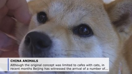 Milk on the menu as cat, dog cafes a hit in Beijing