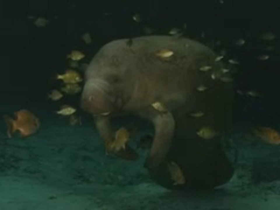 (2008) Dolphins and Whales 3D: Tribes of the Ocean