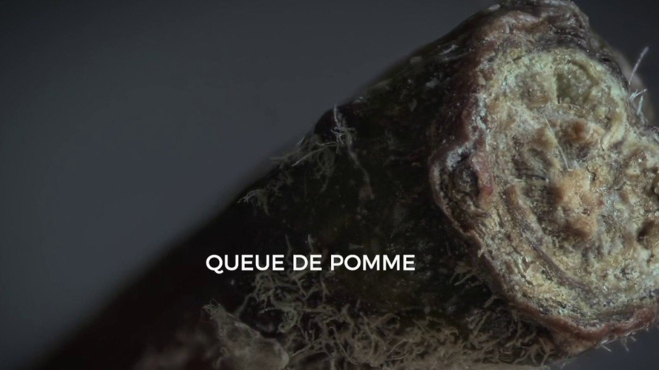 Place net - Revue du web