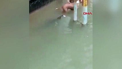 Sel suları ile şehre gelen timsah, köpeğe saldırdı