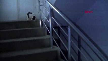 GAZİANTEP Mahsur kalan gebe kedi itfaiyecilere zor anlar yaşattı