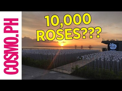 A Cafe Featuring 10,000 Glowing Roses Just Opened In Cebu
