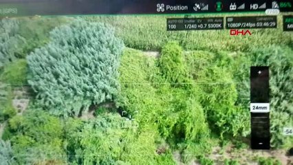 ADANA Gizli geçitle ulaşılan Hint kenevirleri, drone ile bulundu