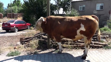 1,5 tonluk 'Reşo' alıcısını bekliyor - TUNCELİ