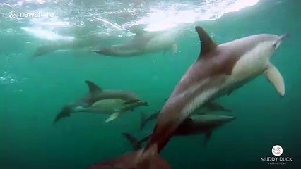 British cameraman has incredible encounter with pod of dolphins off Cornwall