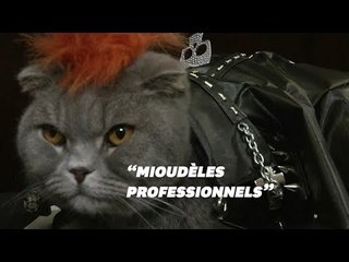 Ces chats "fashionistas" ont défilé à New York pour une bonne cause