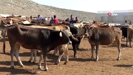 Kars'ta kurbanlık çok alan yok