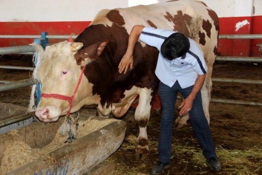 1,1 tonluk 'Paşa' 22 bin 500 TL'ye alıcısını bekliyor