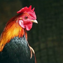 Un habitant d'Indre-et-Loire a confondu le chant d'un coq... et des appels au secours !