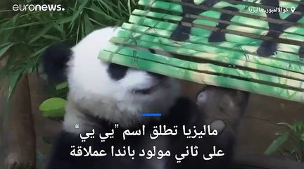 تعرف على "يي يي" أو "الصداقة" ثاني مولود باندا عملاقة في ماليزيا