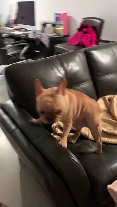 Doggo Gives the Cold Shoulder