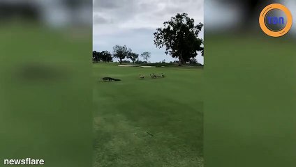 Poursuivi par une bande de canards, cet alligator prend littéralement la fuite !