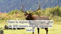 Le réchauffement climatique a tué plus de 200 rennes dans l'Arctique