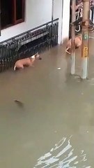 Un crocodile se faufile derrière un chien pendant l’inondation dans la ville de Vadodara