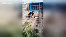 Creative Chinese woman plants vegetables in the gaps between bricks in her yard