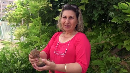 Yaralı sincap tedaviye alındı - MERSİN