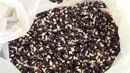 Manisa'dan Türkiye'ye yerel tohum