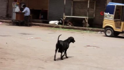 - Karaçi'de bir günde 59 köpek saldırısı