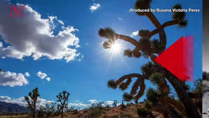 The Famous Trees at Joshua Tree National Park Could Disappear by End of the Century