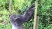 Silverback gorilla in UK zoo eats his greens to get summer body ready