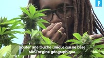 Jamaïque : un scientifique refait pousser le cannabis des rastas