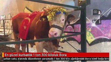 En güzel kurbanlık 1 ton 300 kiloluk Bora