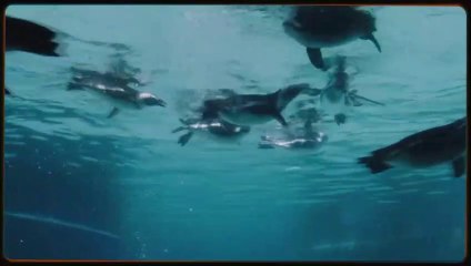 Hayvan Dostlarım | Film Müzikleri