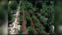 Brindisi - Vasta piantagione di marijuana, arrestato gestore di un campo (02.08.19)