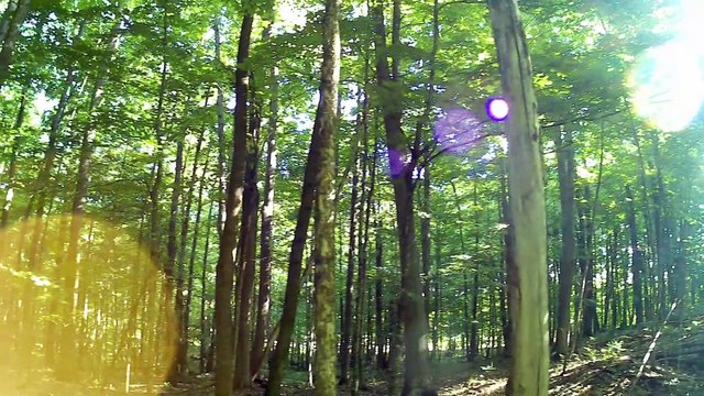 25 Fatima Pilgrimage walk across USA # Praying to St Benedict in the WOOD