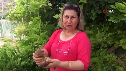 Vücudunda kırıklar olan sincabın hayatını vatandaş kurtardı